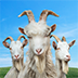 模拟山羊3多人联机免费版
