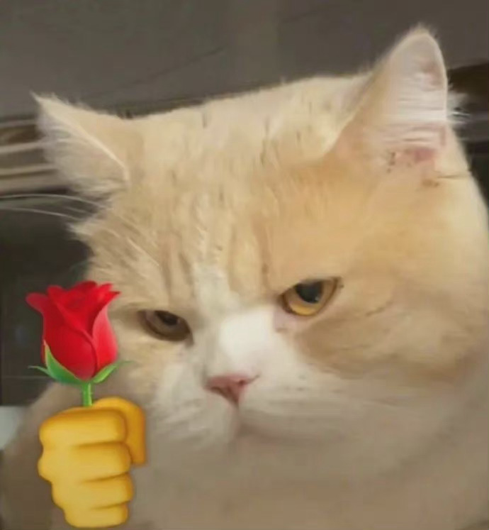 猫叼玫瑰花图片