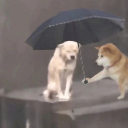 小狗淋雨表情包另一个狗撑伞图片